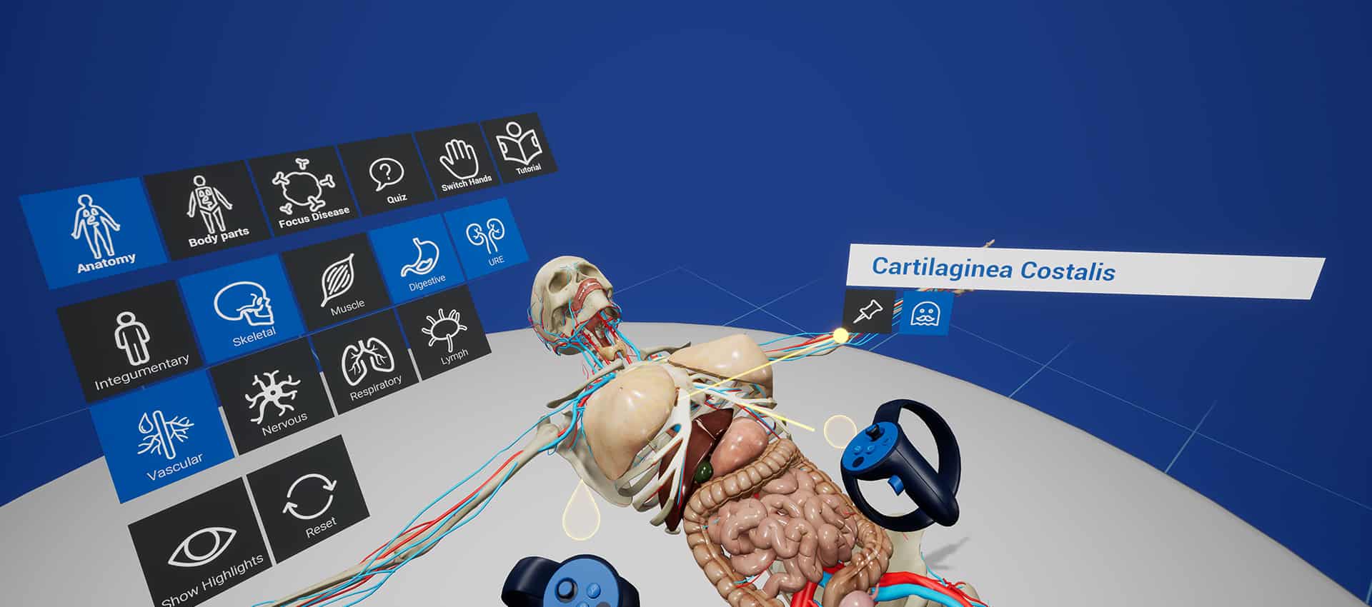 Een screenshot van het skelet met ingewanden en het vaatstelsel gemaakt in de Goldviz anatomie VR-training.